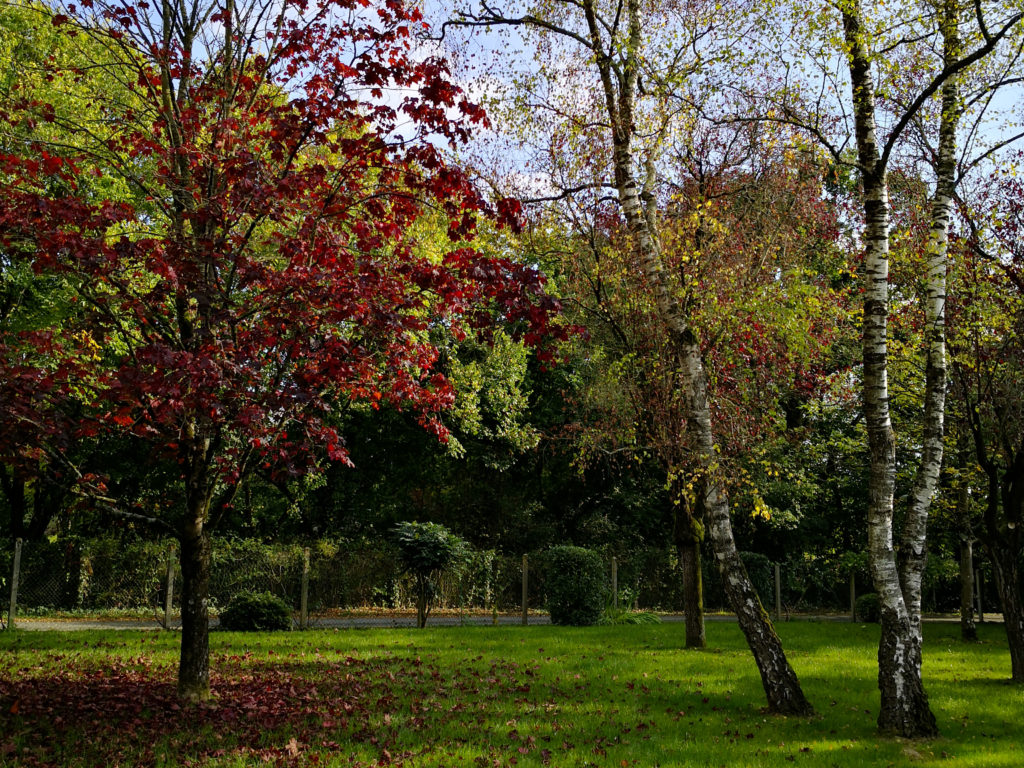 ramassage-des-feuilles-et-des-déchets-verts