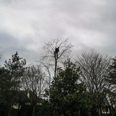 Elagage par technique de grimpe
