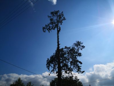 élagage, abattage élagage, abattage