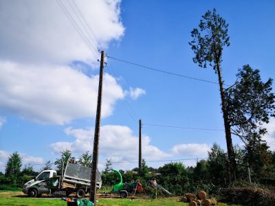 abattage d’un thuya par démontage, 25 mètres de haut abattage d'un thuya par démontage, 25 mètres de haut